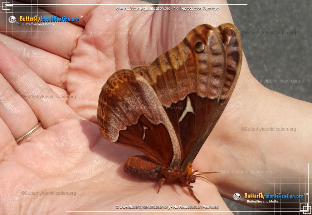 Full-sized image #2 of the Promethea Moth