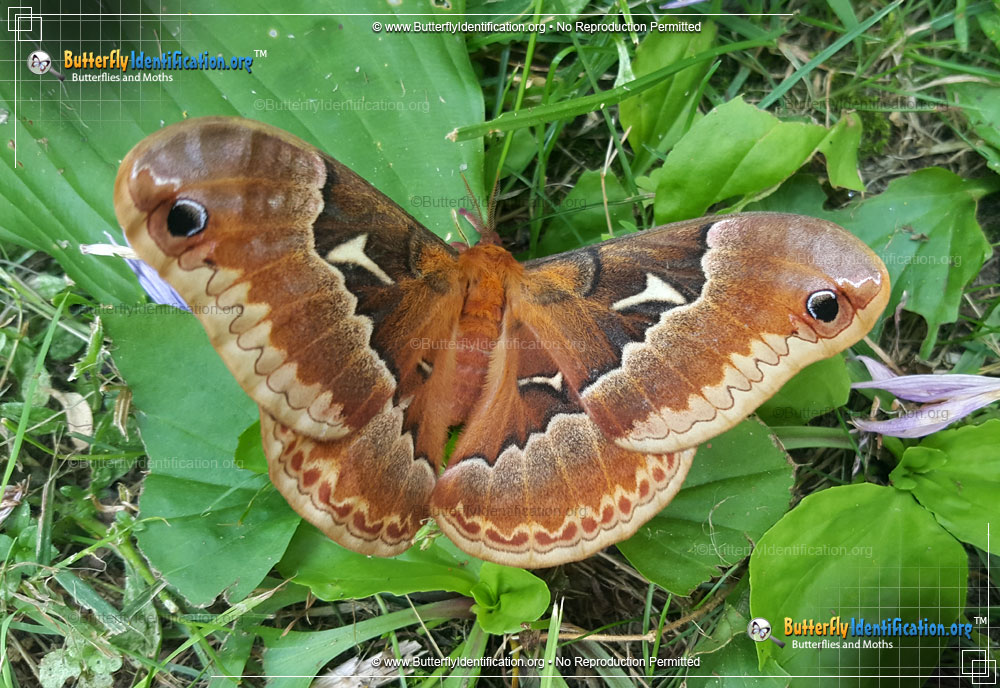 Full-sized image #3 of the Promethea Moth