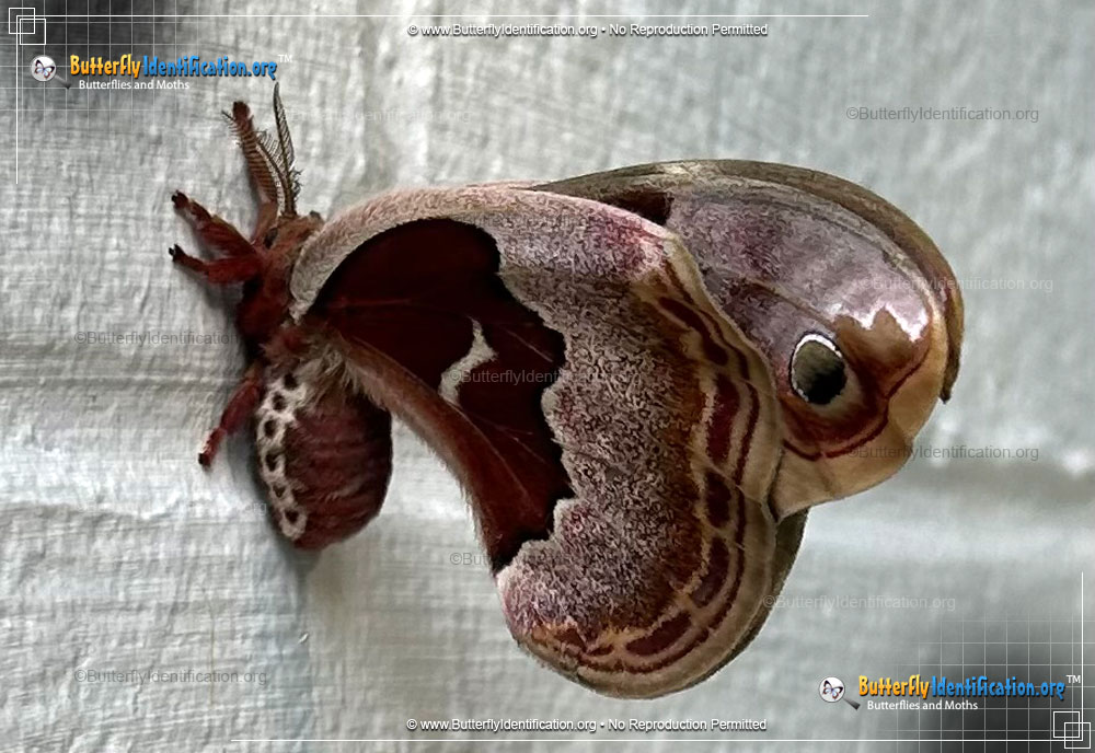 Full-sized image #4 of the Promethea Moth