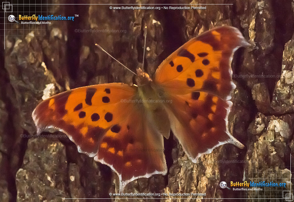 Full-sized image #1 of the Question Mark Butterfly