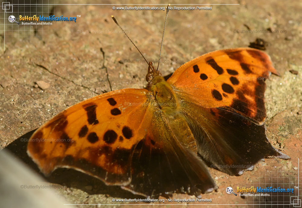 Full-sized image #2 of the Question Mark Butterfly