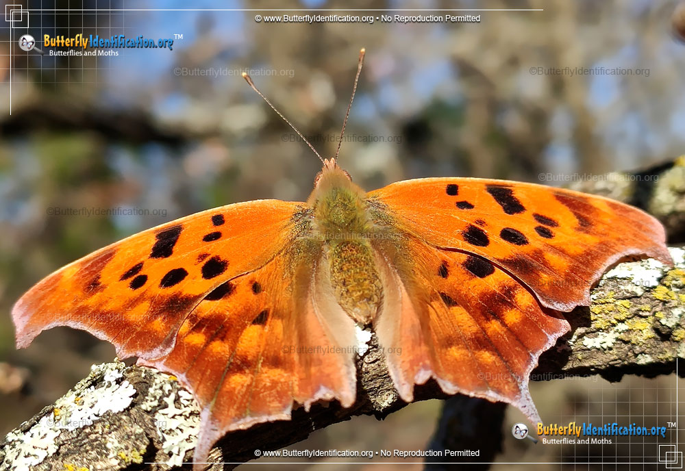 Full-sized image #4 of the Question Mark Butterfly