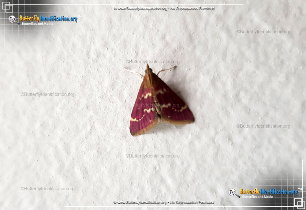 Full-sized image #1 of the Raspberry Pyrausta