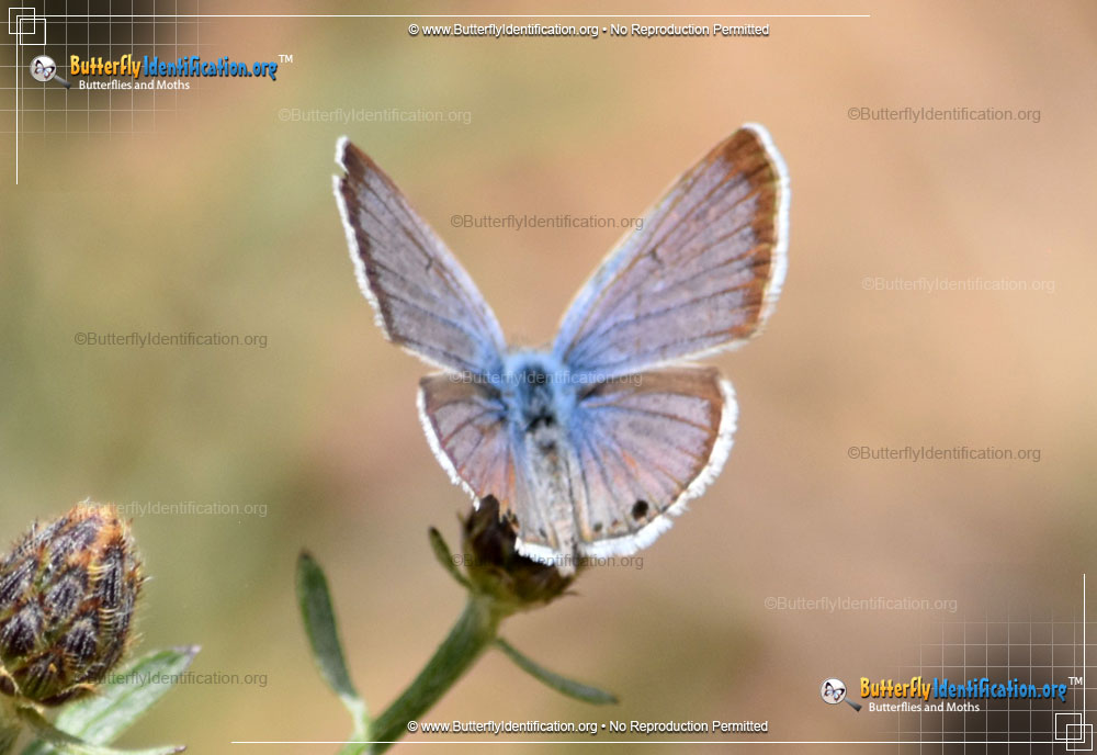 Full-sized image #1 of the Reakirt's Blue Butterfly