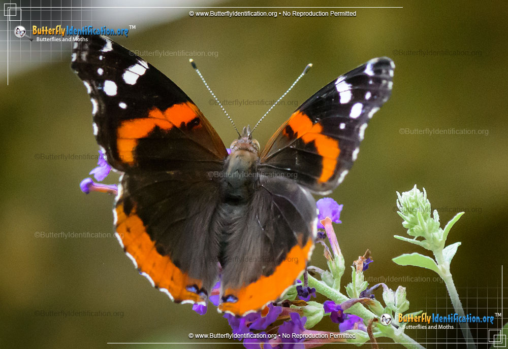 Full-sized image #2 of the Red Admiral Butterfly