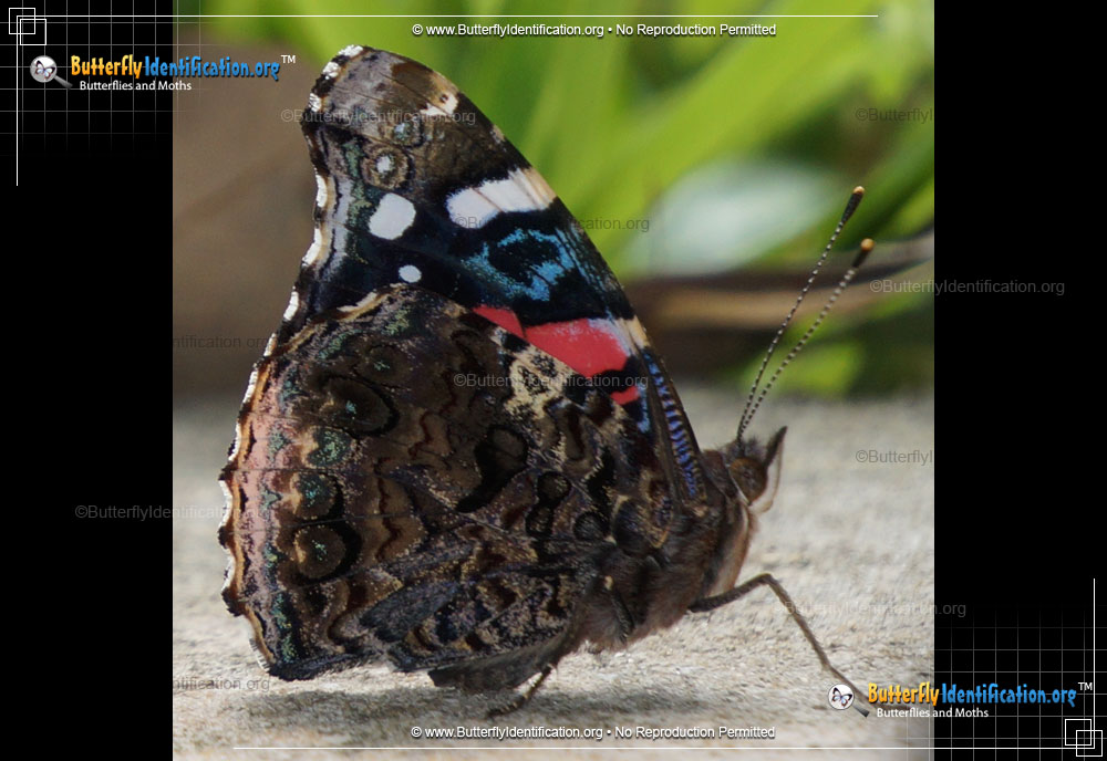 Full-sized image #3 of the Red Admiral Butterfly