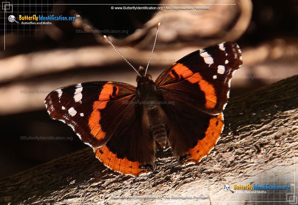 Full-sized image #4 of the Red Admiral Butterfly