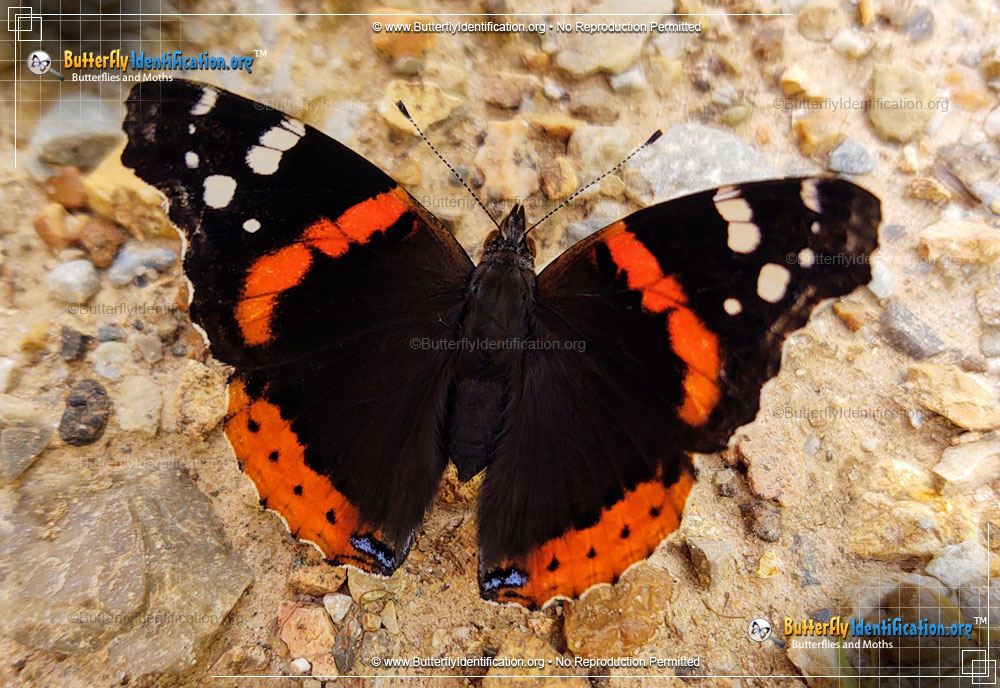 Full-sized image #1 of the Red Admiral Butterfly