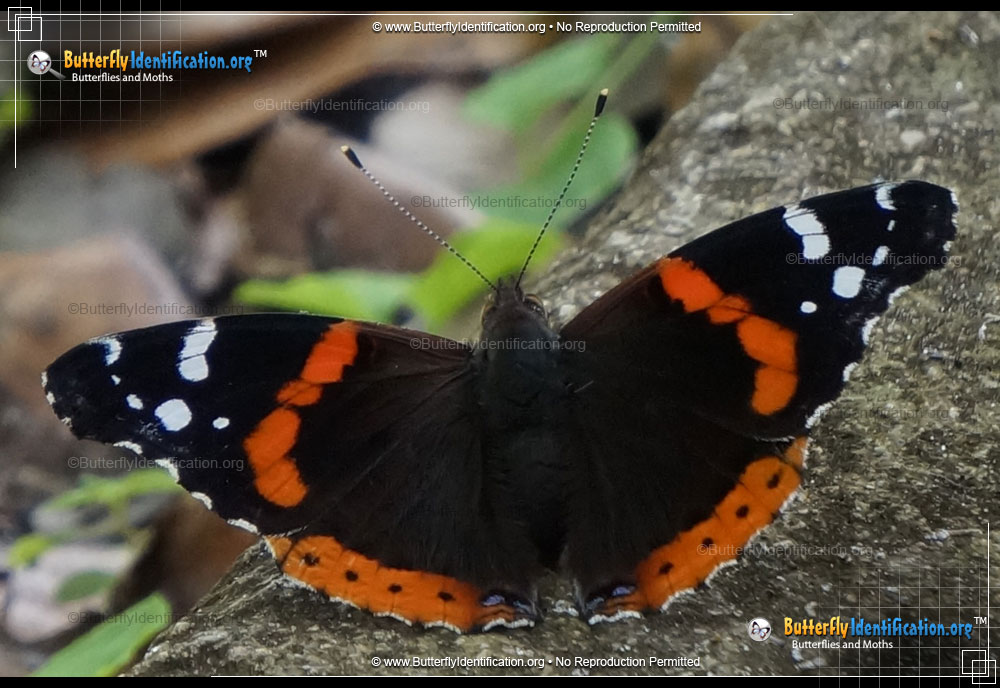 Full-sized image #6 of the Red Admiral Butterfly