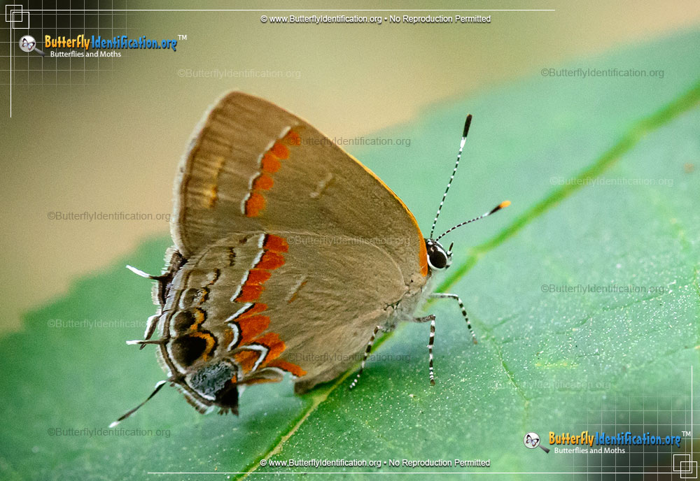 Full-sized image #1 of the Red-banded Hairstreak Butterfly