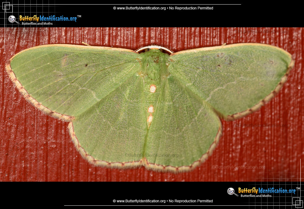 Full-sized image #1 of the Red-bordered Emerald