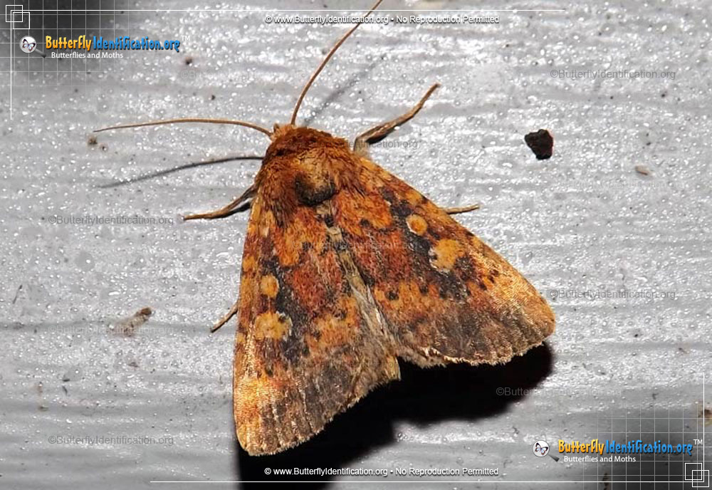 Full-sized image #1 of the Red Groundling Moth