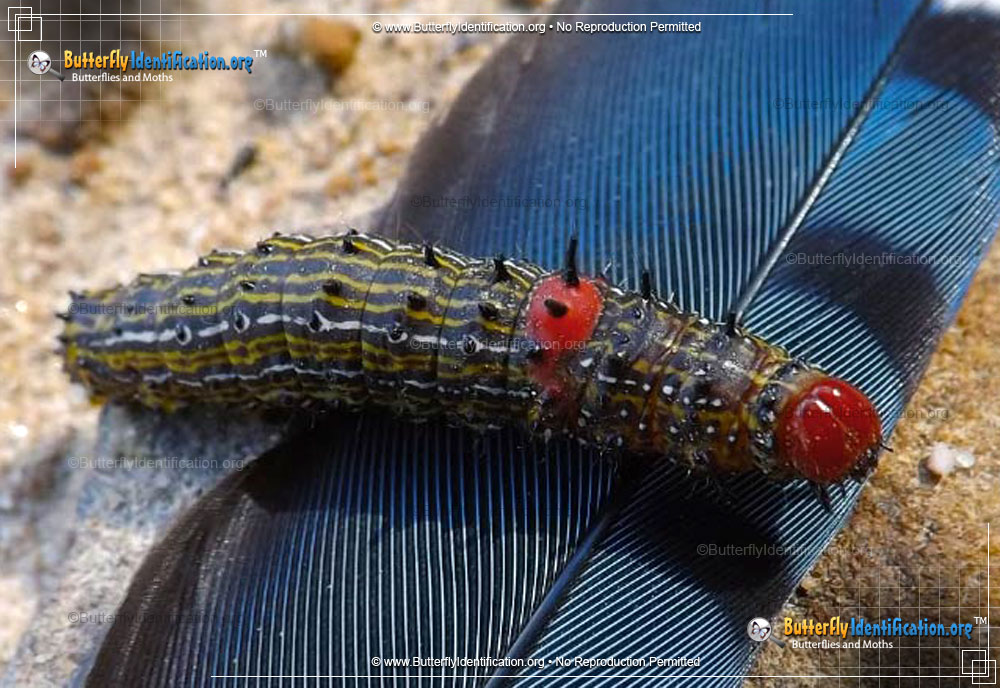Full-sized image #1 of the Red-humped Caterpillar Moth