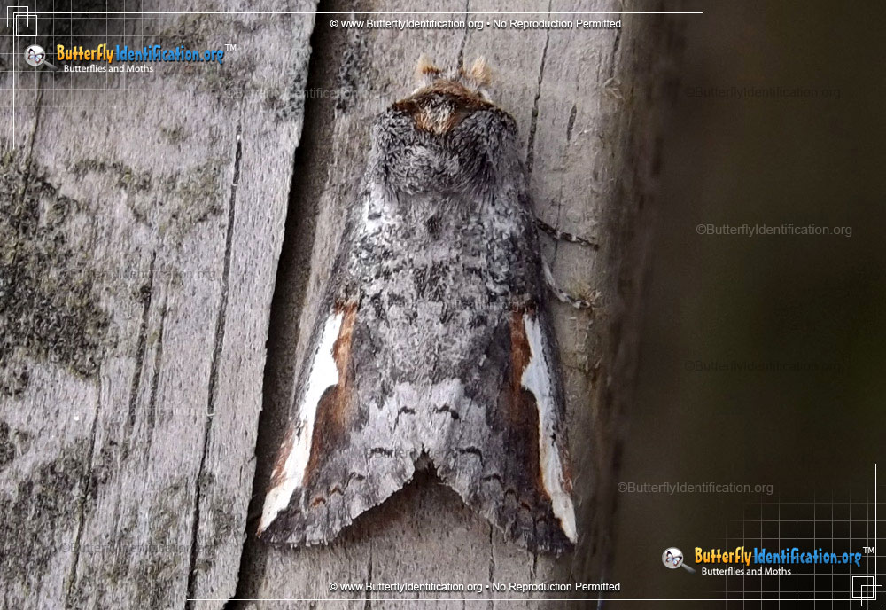 Full-sized image #1 of the Red-humped Oakworm Moth