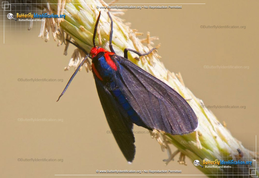 Full-sized image #1 of the Red-shouldered Ctenucha Moth