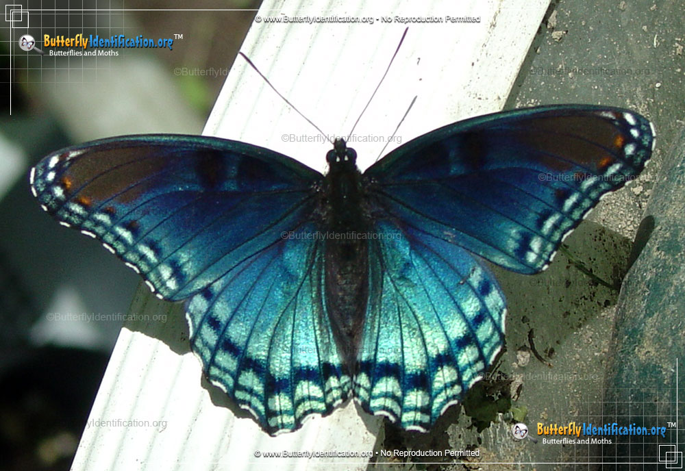 Full-sized image #3 of the Red-spotted Purple Admiral Butterfly