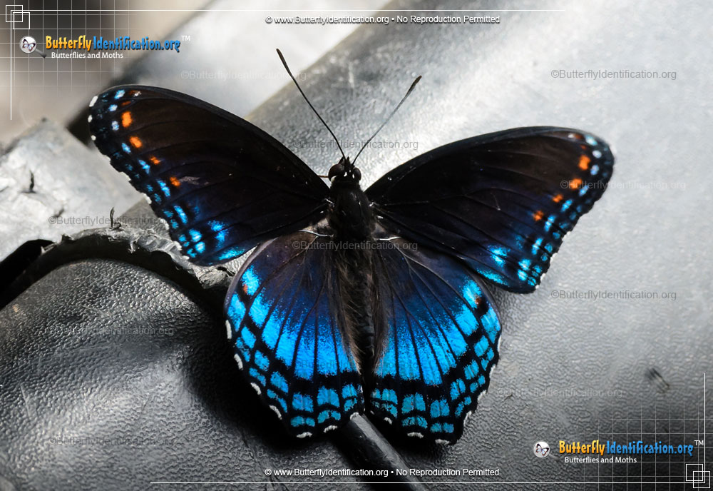 Full-sized image #1 of the Red-spotted Purple Admiral Butterfly