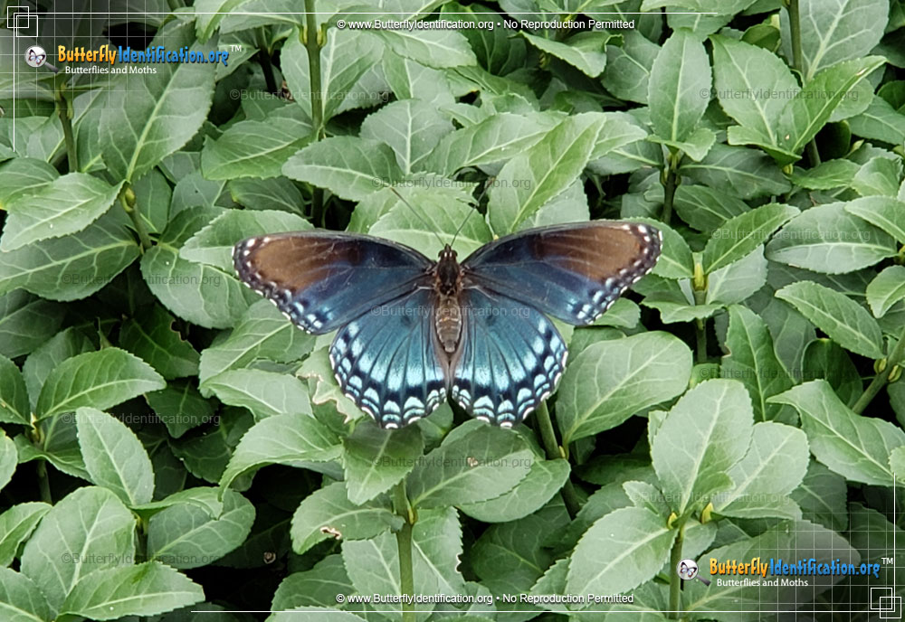 Full-sized image #4 of the Red-spotted Purple Admiral Butterfly