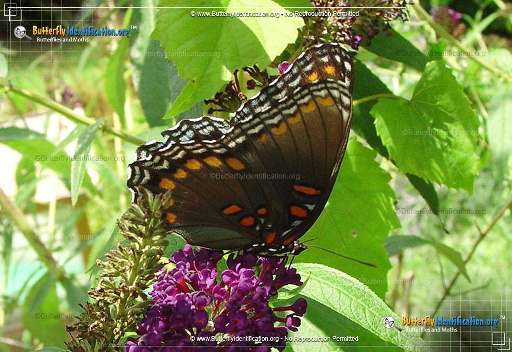 Full-sized image #6 of the Red-spotted Purple Admiral Butterfly