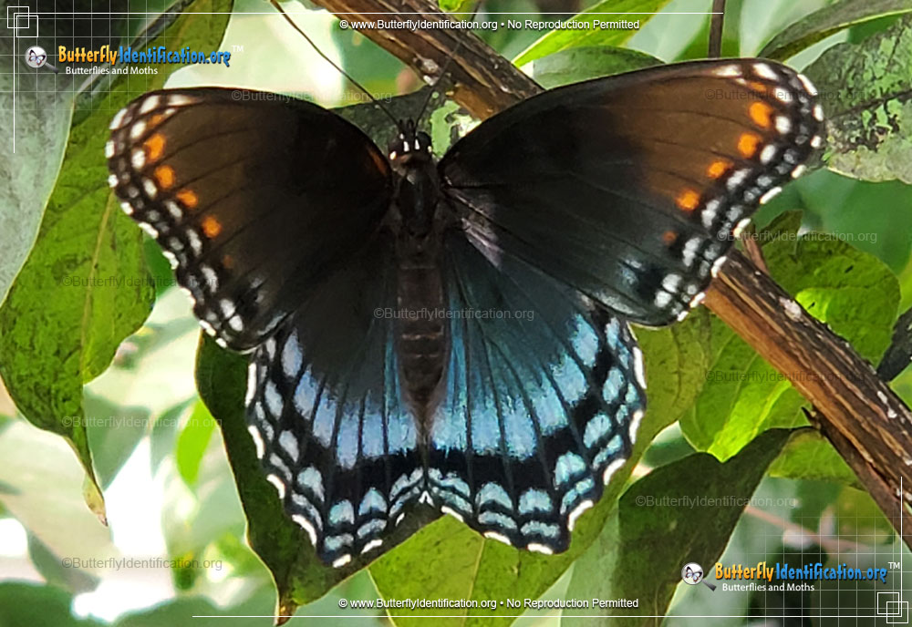 Full-sized image #5 of the Red-spotted Purple Admiral Butterfly