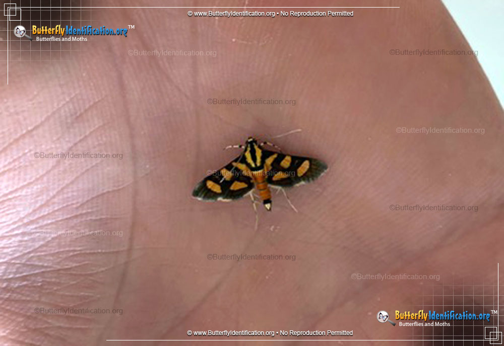 Full-sized image #1 of the Red-waisted Florella Moth
