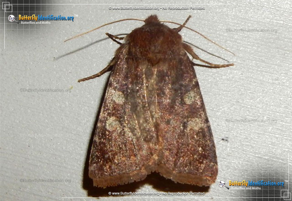 Full-sized image #2 of the Reddish Speckled Dart Moth