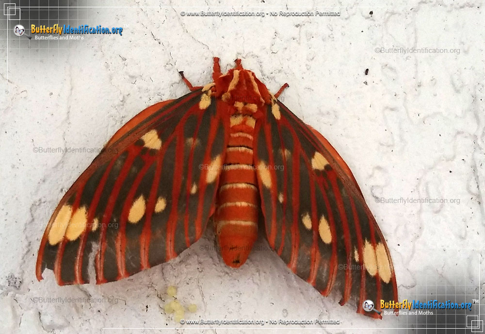 Full-sized image #6 of the Regal Moth