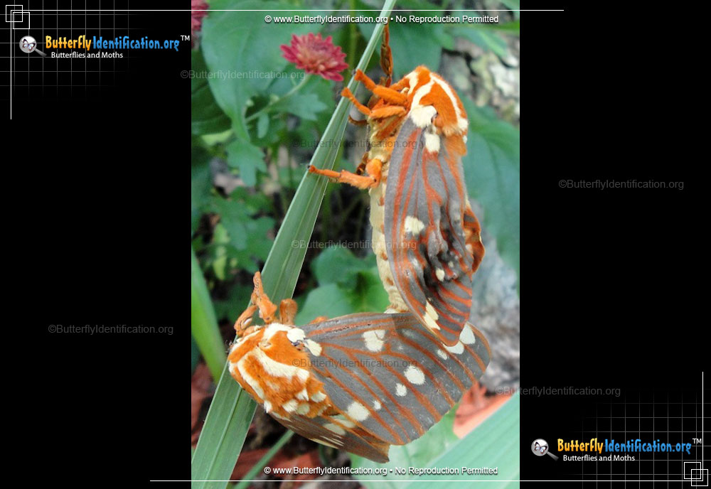 Full-sized image #5 of the Regal Moth