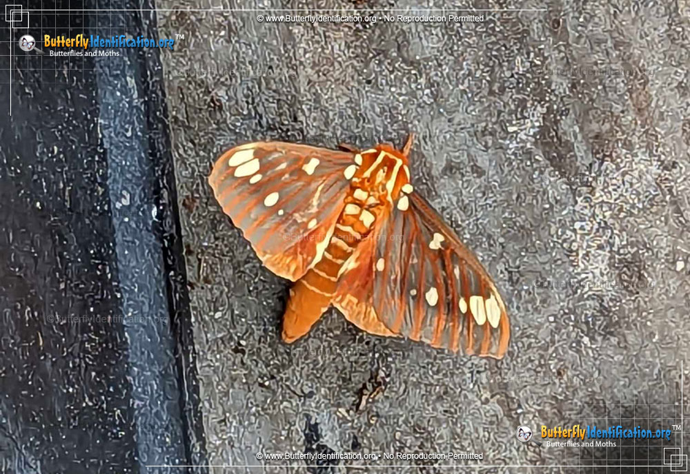 Full-sized image #2 of the Regal Moth