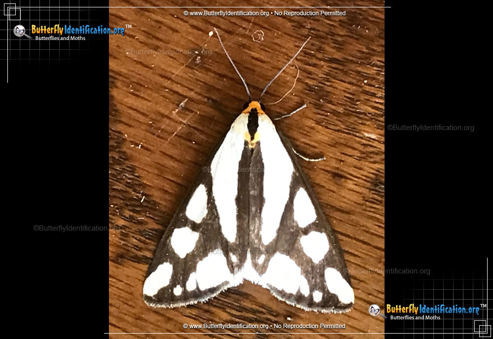 Full-sized image #1 of the Reversed Haploa Moth