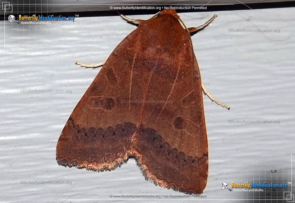 Full-sized image #1 of the Roadside Sallow
