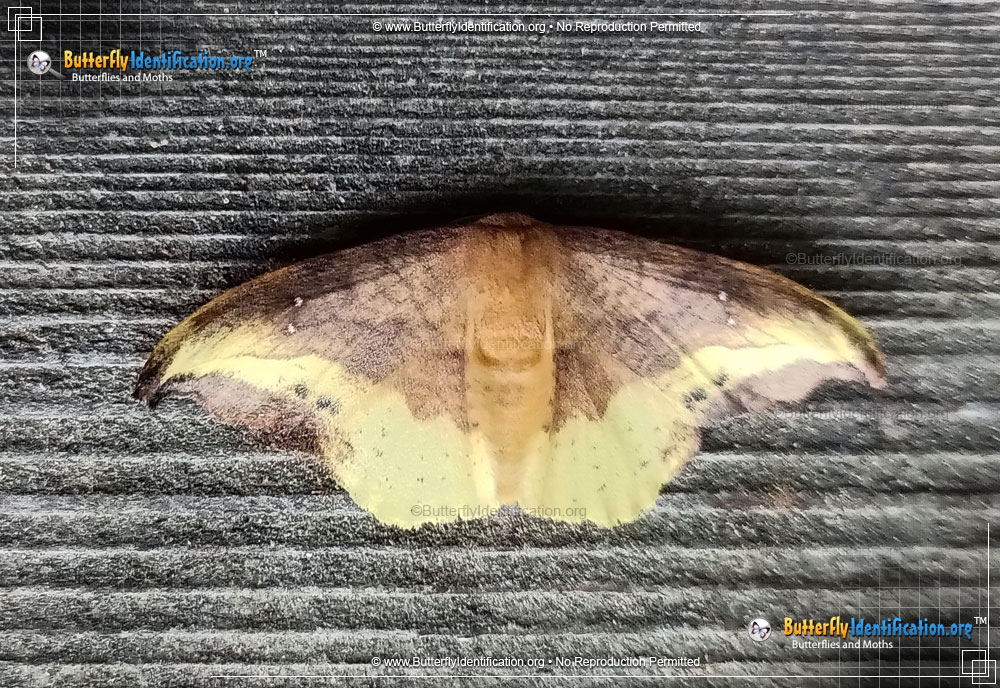 Full-sized image #1 of the Rose Hooktip Moth