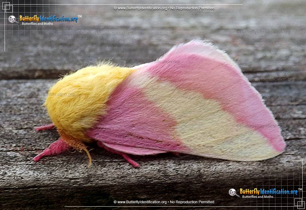 Full-sized image #2 of the Rosy Maple Moth