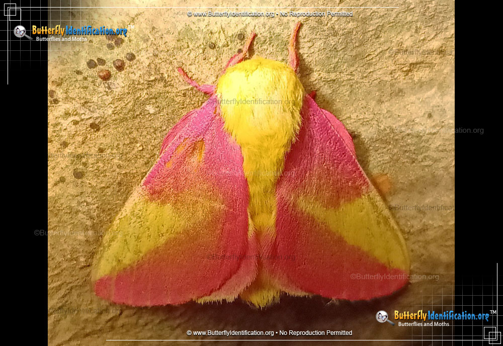 Full-sized image #5 of the Rosy Maple Moth