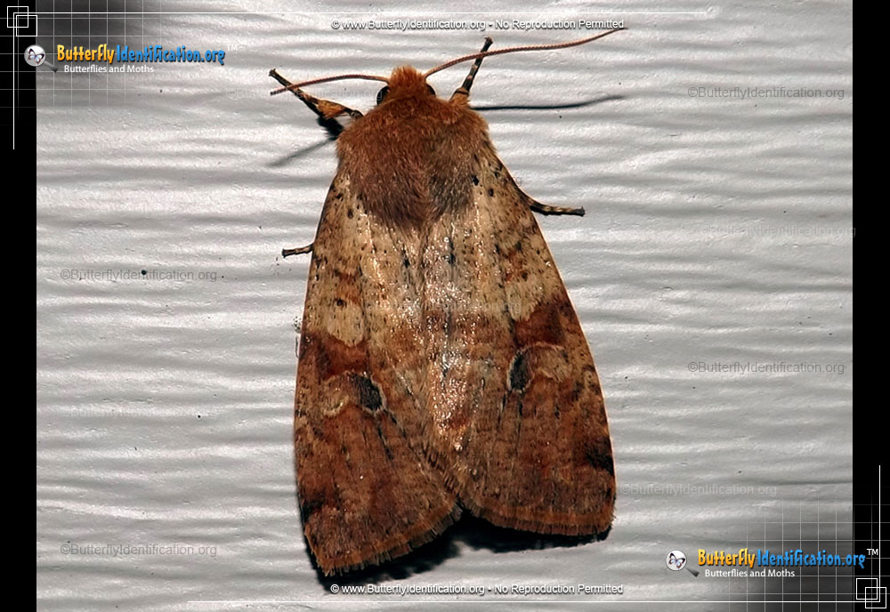Full-sized image #1 of the Ruby Quaker Moth