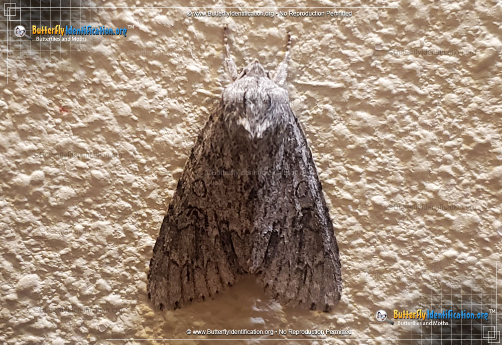 Full-sized image #1 of the Ruddy Dagger Moth