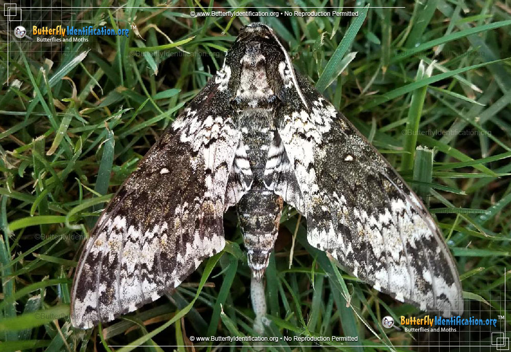 Full-sized image #1 of the Rustic Sphinx Moth