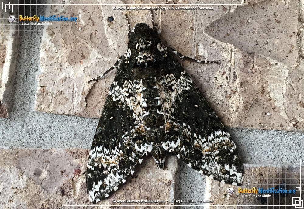 Full-sized image #2 of the Rustic Sphinx Moth