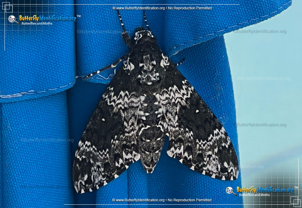 Full-sized image #4 of the Rustic Sphinx Moth