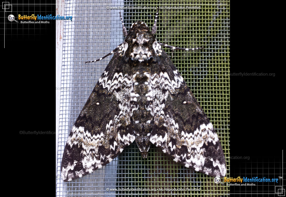 Full-sized image #6 of the Rustic Sphinx Moth