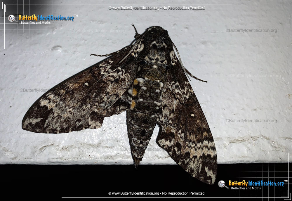 Full-sized image #3 of the Rustic Sphinx Moth
