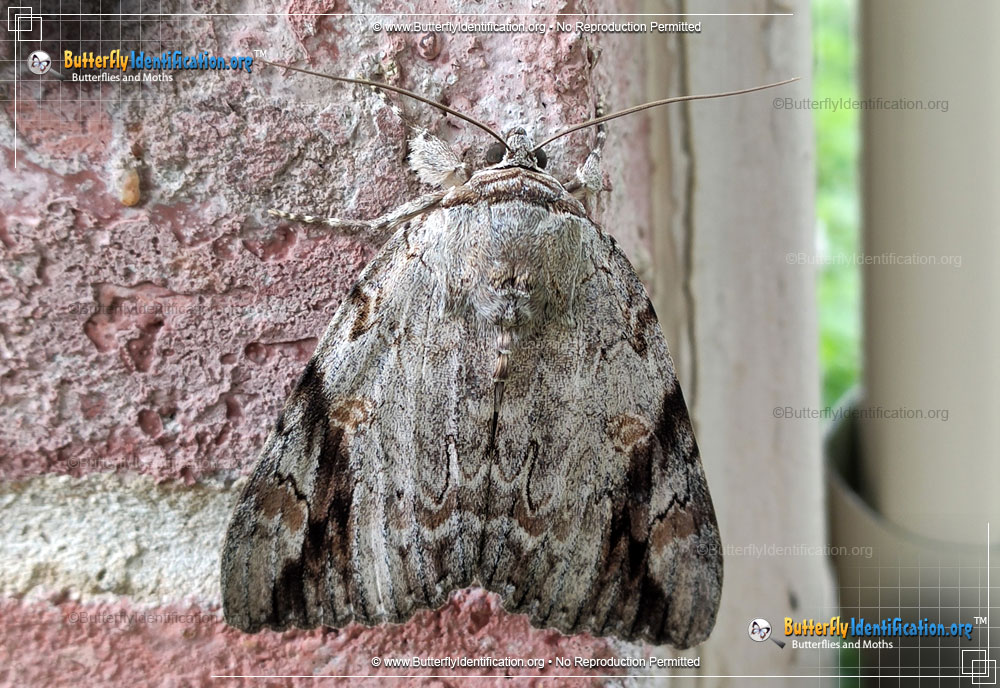 Full-sized image #1 of the Sad Underwing Moth