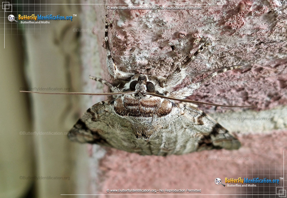 Full-sized image #2 of the Sad Underwing Moth