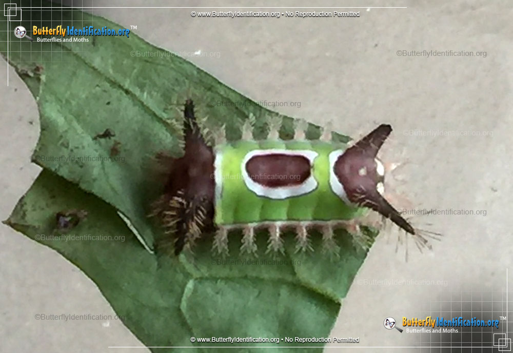 Full-sized caterpillar image of the Saddleback Caterpillar Moth