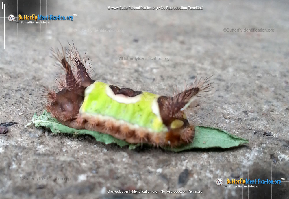 Full-sized image #5 of the Saddleback Caterpillar Moth