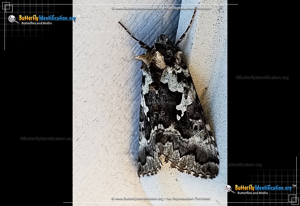 Full-sized image #1 of the Salt-and-pepper Looper Moth