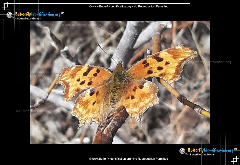 Full-sized image #1 of the Satyr Comma Butterfly