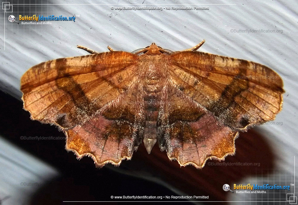 Full-sized image #1 of the Scallop Moth