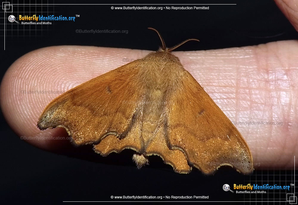 Full-sized image #1 of the Scalloped Sack-bearer Moth