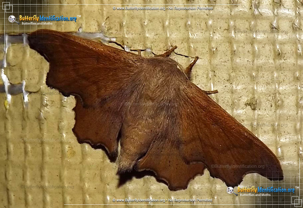 Full-sized image #2 of the Scalloped Sack-bearer Moth